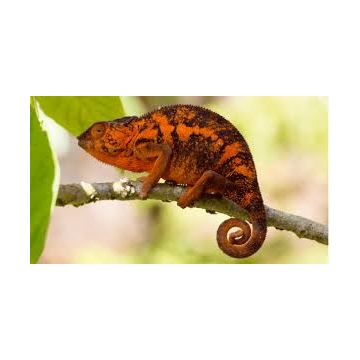 Chameleon pardálí samec