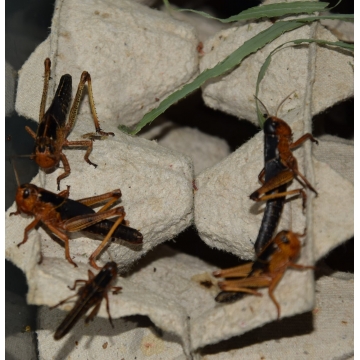 Saranče - střední 10ks