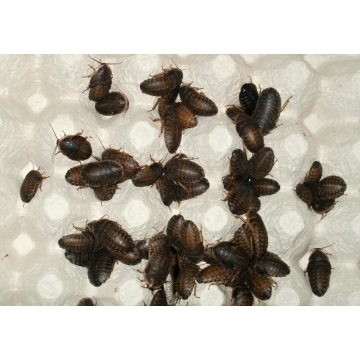 Šváb Argentínský (Blaptica...