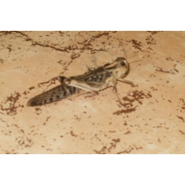 Saranče - dospělci 10ks