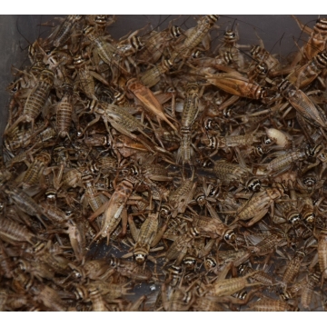 Cvrček - střední - (domácí,...