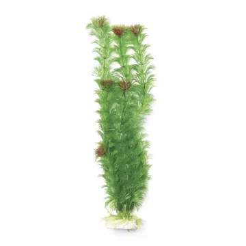 Rostlina, 30cm